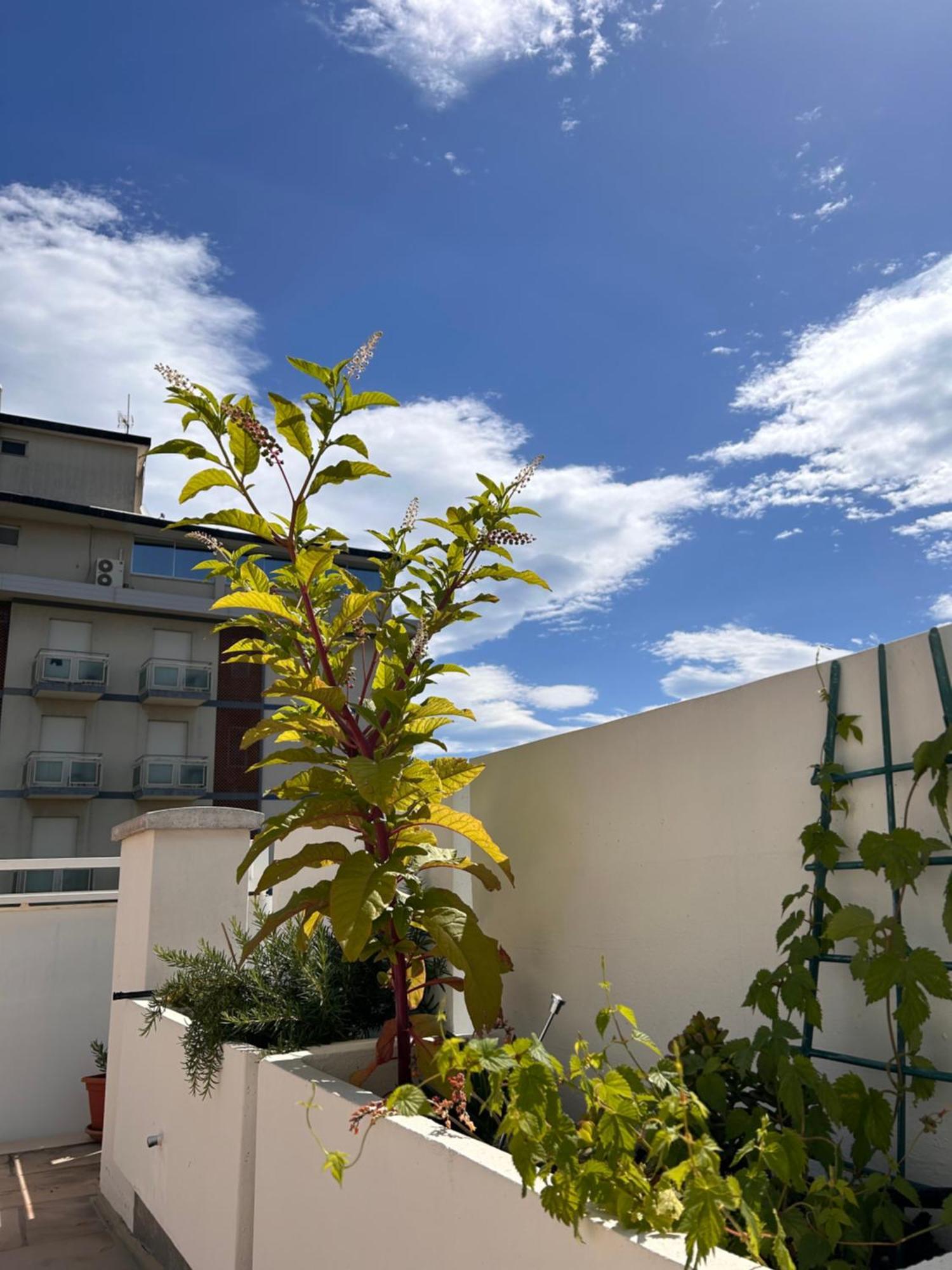 Residence Siesta Римини Екстериор снимка