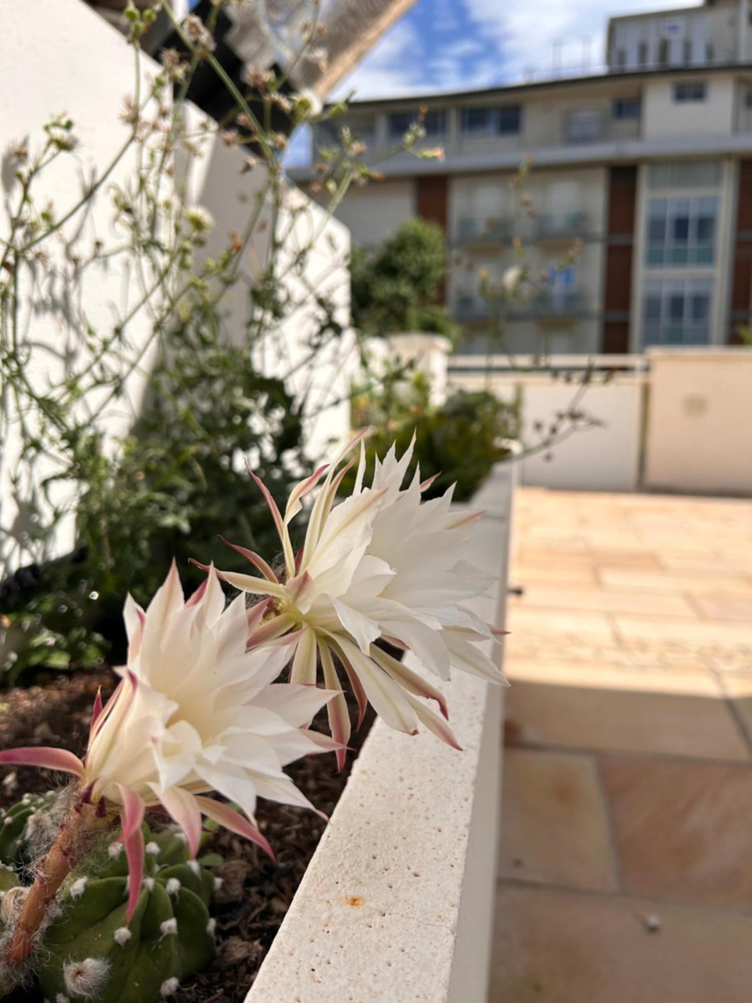 Residence Siesta Римини Екстериор снимка